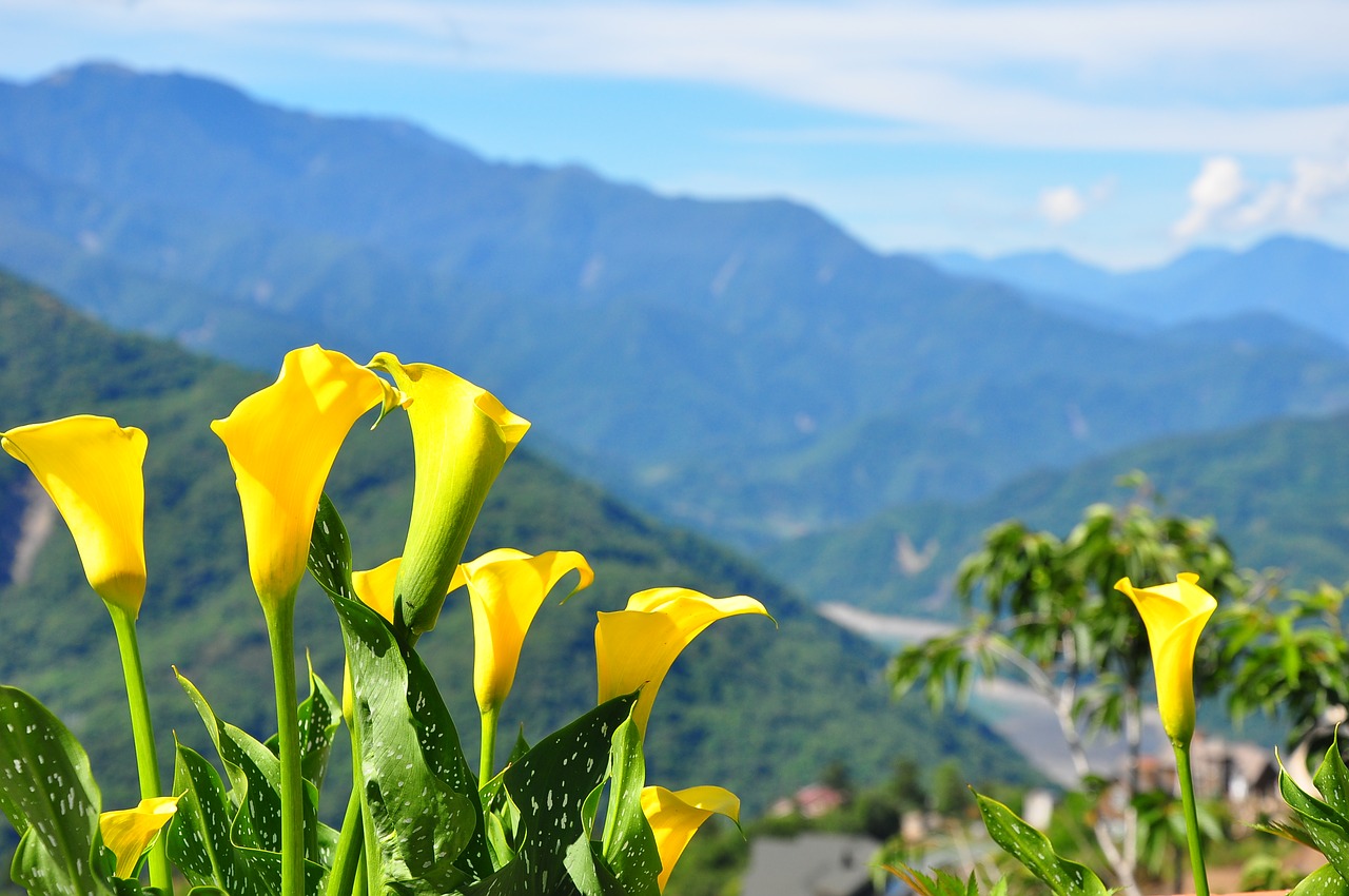 flower mountain sky free photo