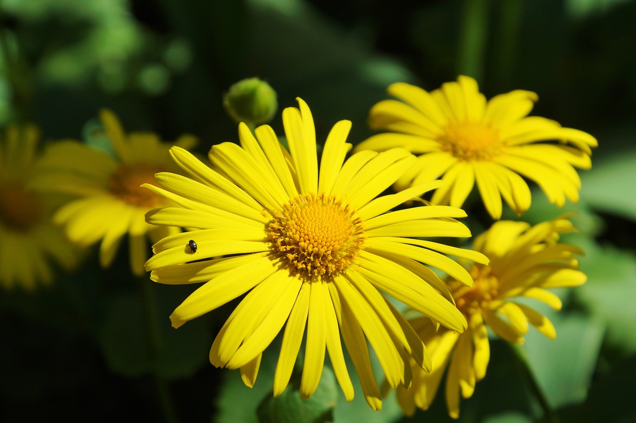 flower balkan-gemswurz doronicum orientale free photo