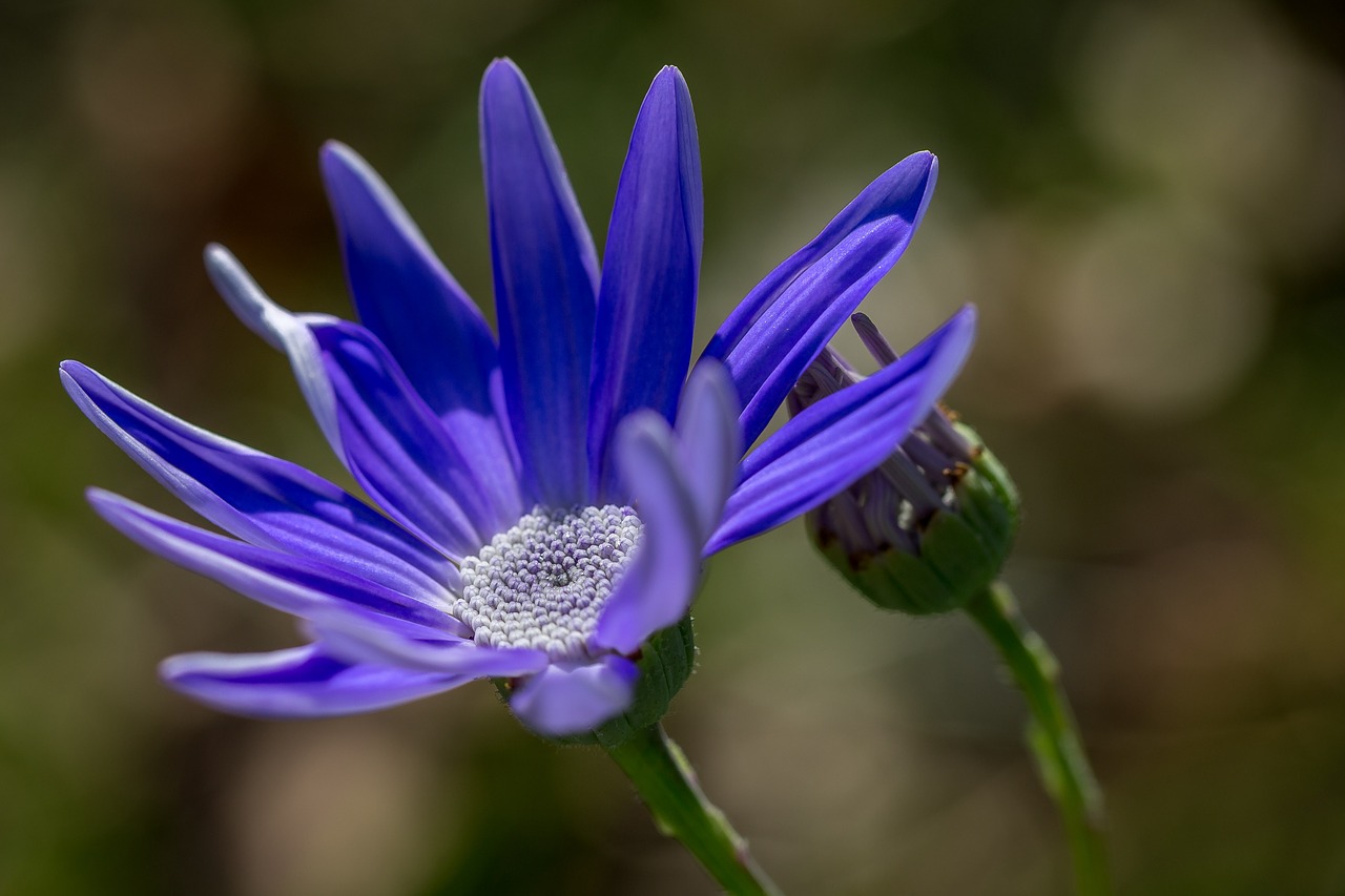 flower plant nature free photo