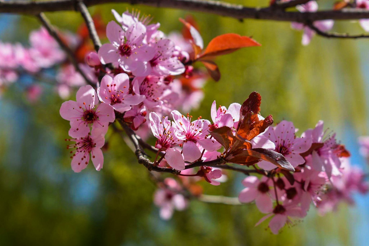 flower spring pink free photo