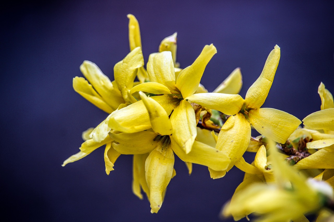 flower bloom blossom free photo