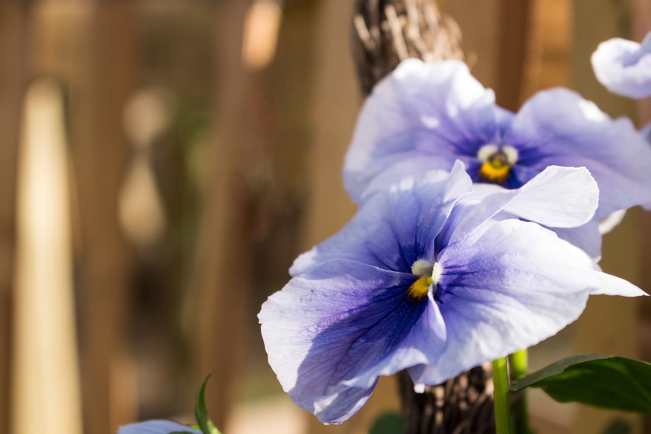 flower purple out of focus free photo