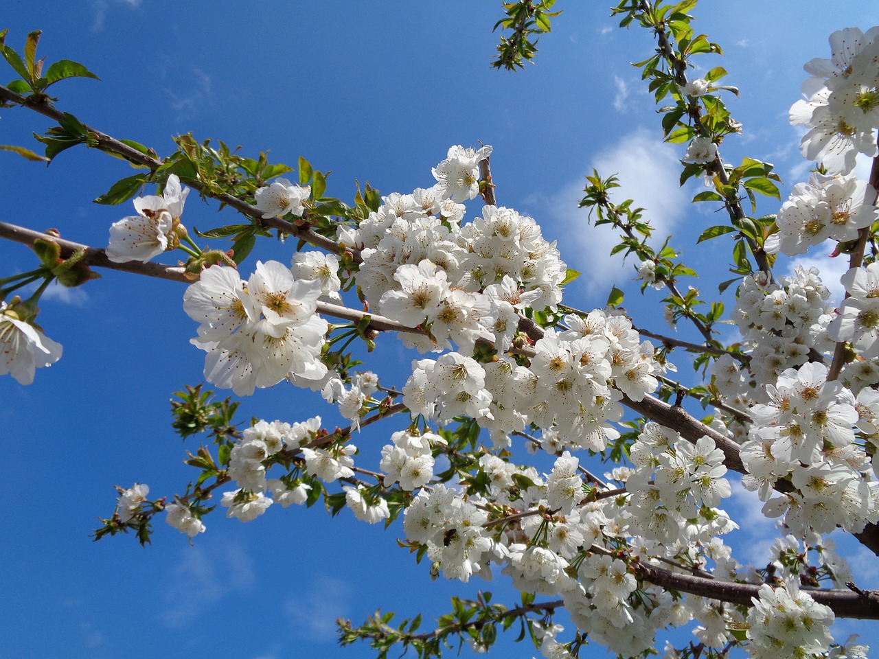 flower cherry cherry branches free photo