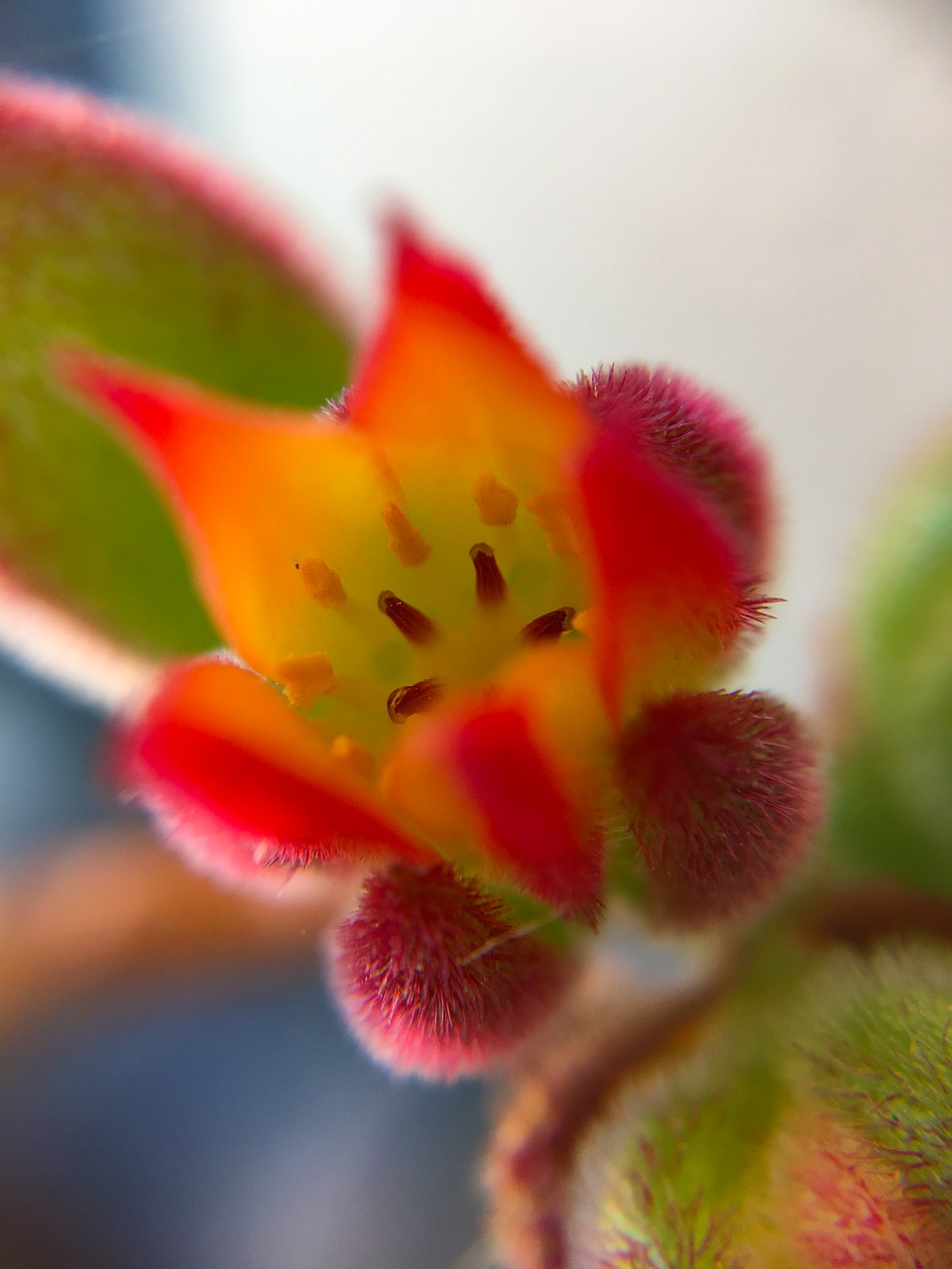 flower flowers succulent plant free photo