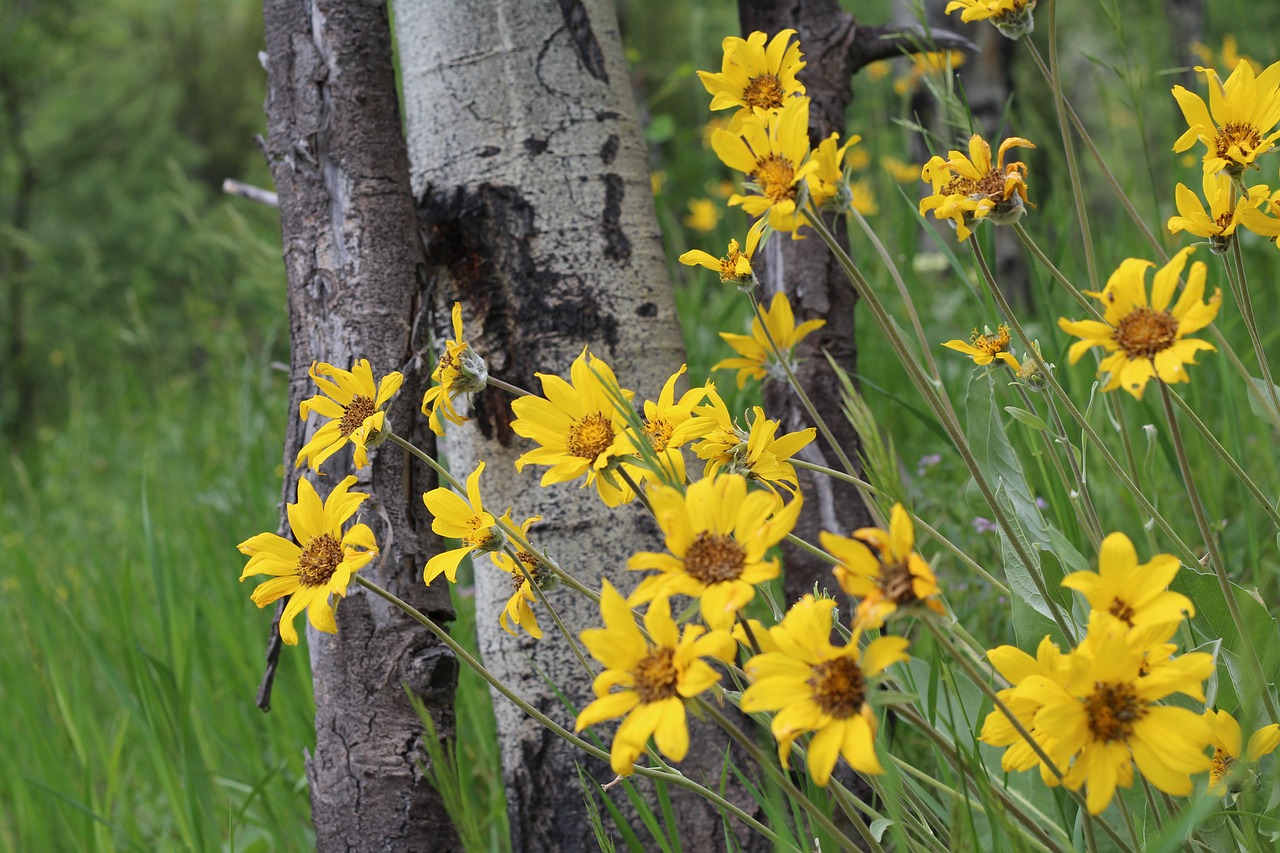 flower tree woods free photo