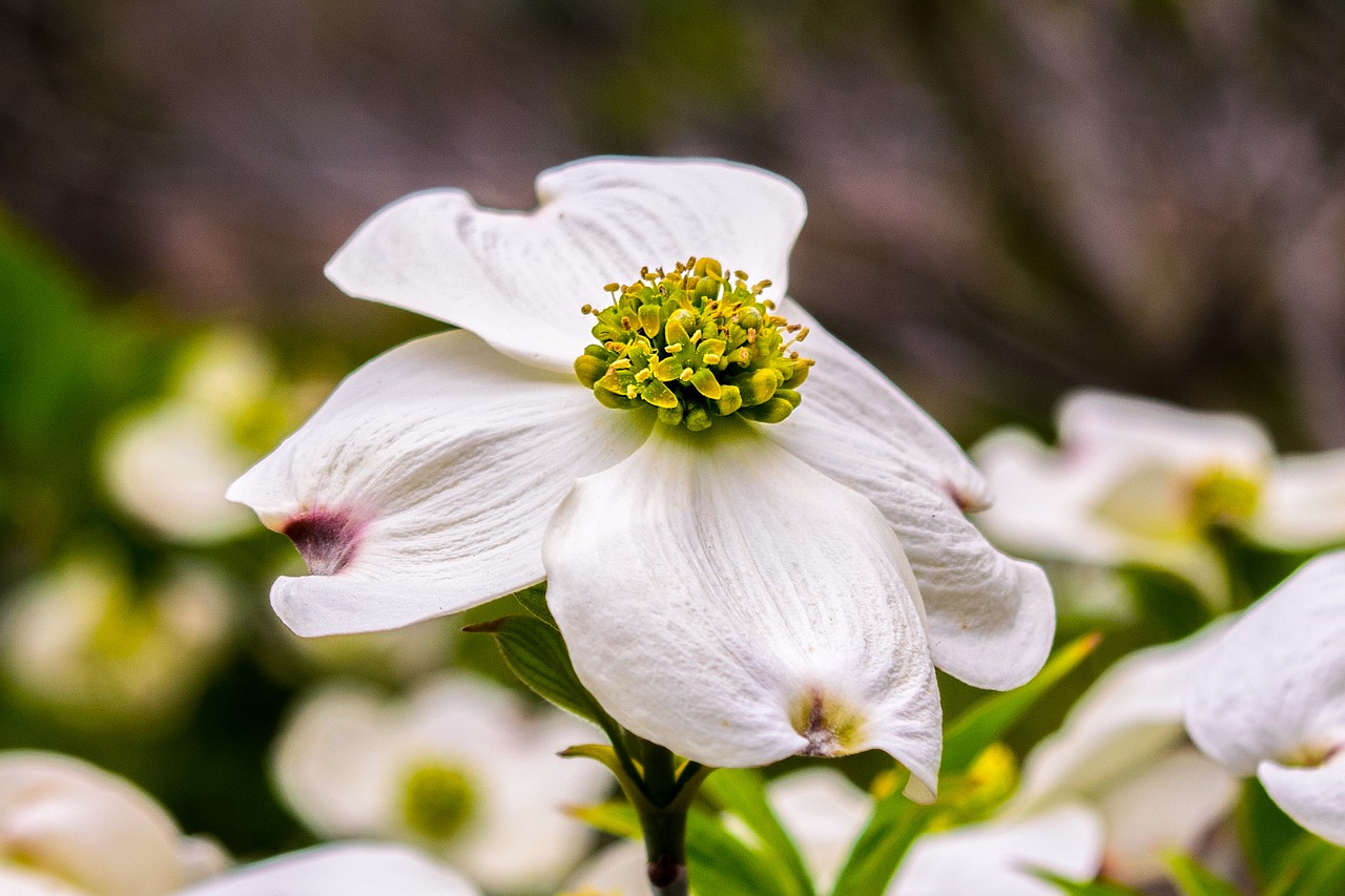 flower dogwood spring free photo