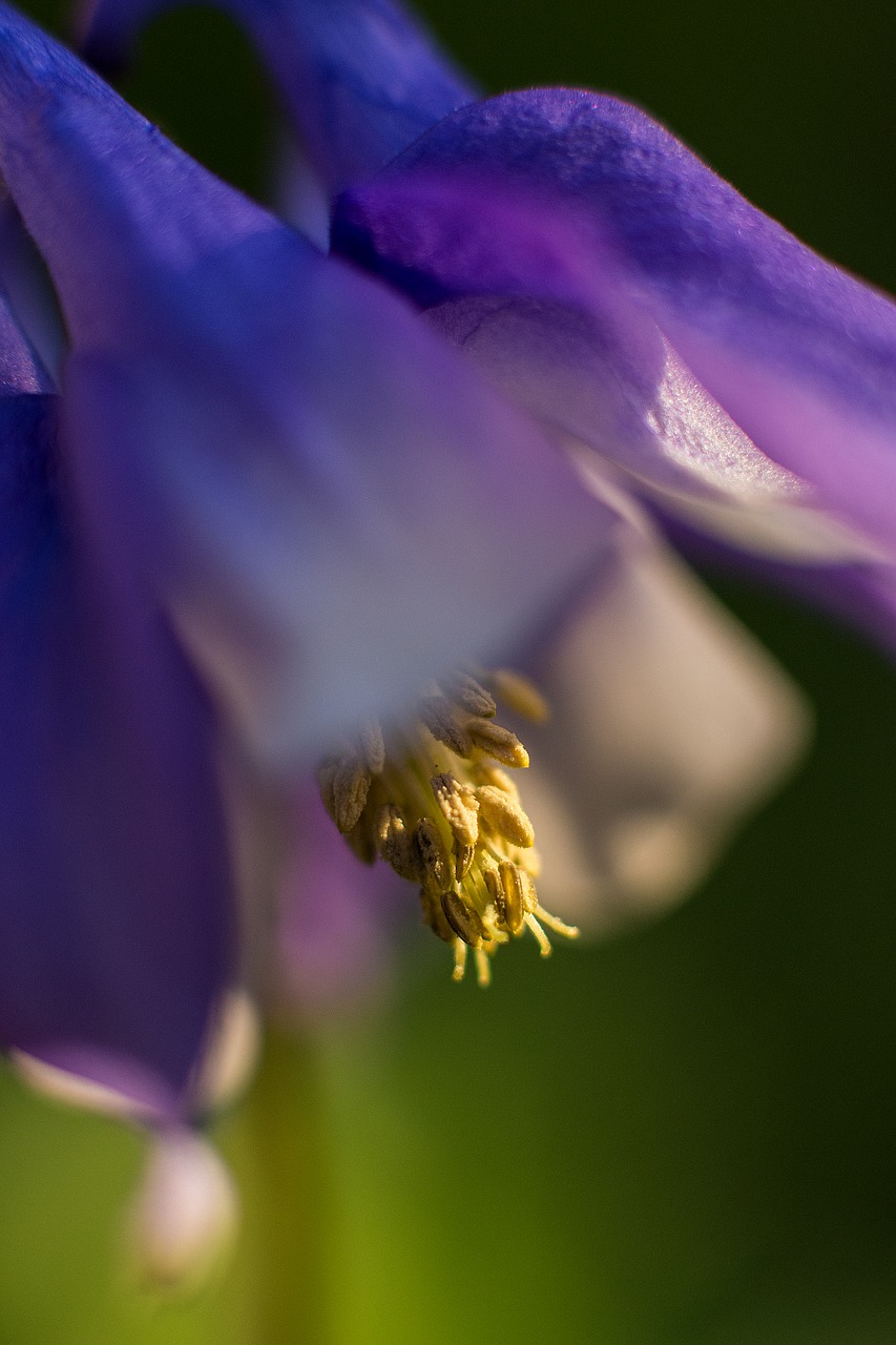 flower purple blossom free photo