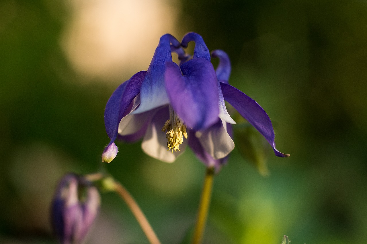 flower purple blossom free photo