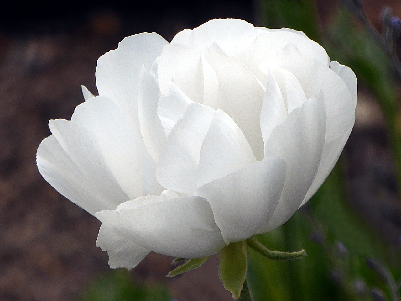 flower anemone white free photo