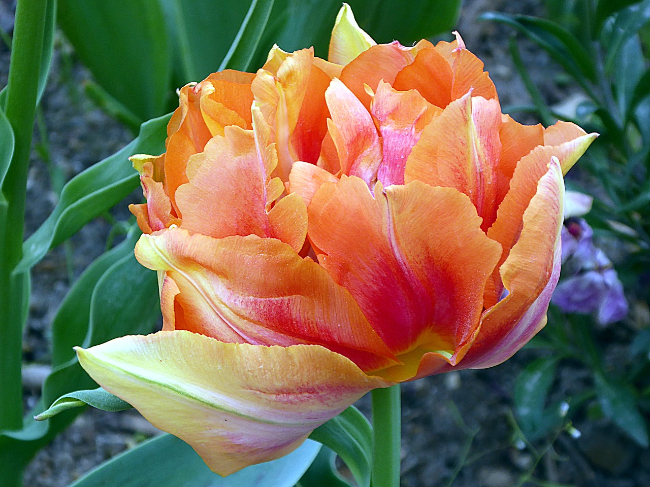 flower tulip lily free photo