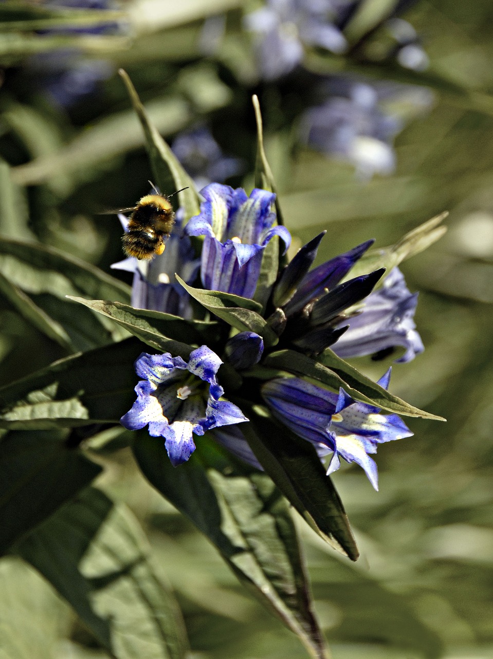 flower bumble-bee insect free photo