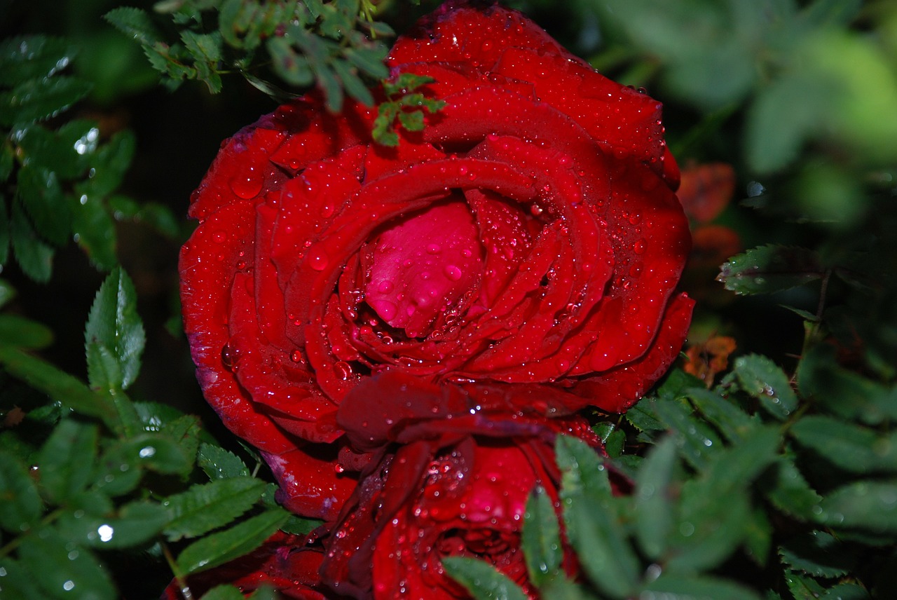 flower rose drops free photo