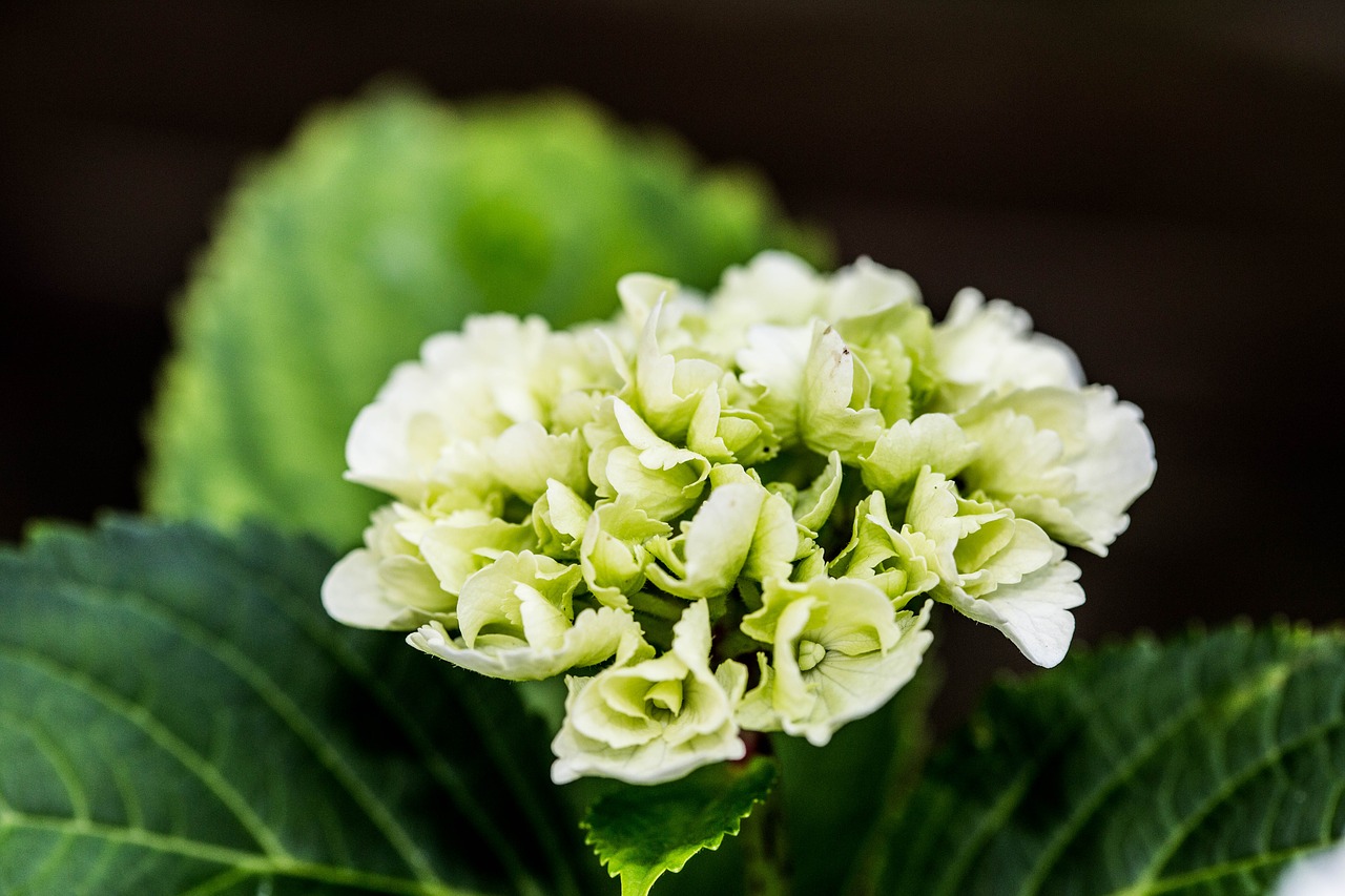 flower macro green free photo