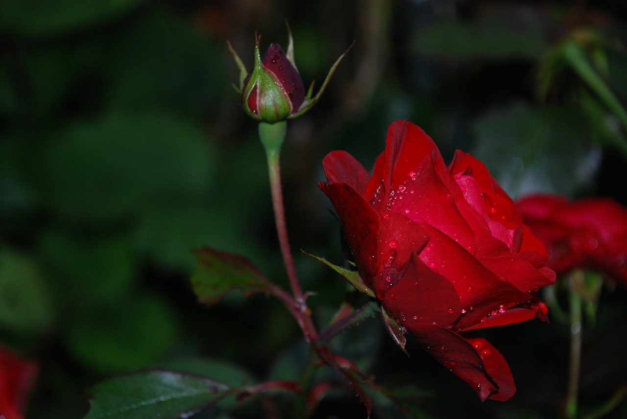 flower rose drops free photo