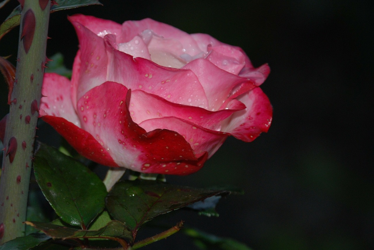 flower pink rose free photo