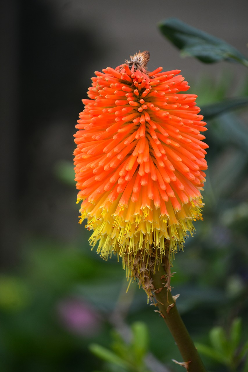 flower kniphofia flora free photo