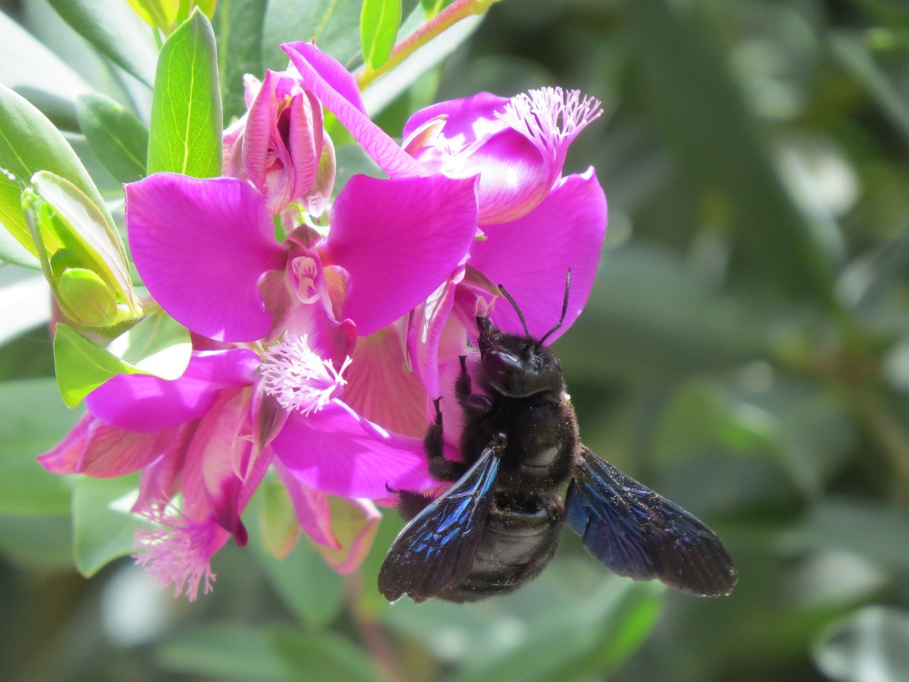 flower pollen insect free photo