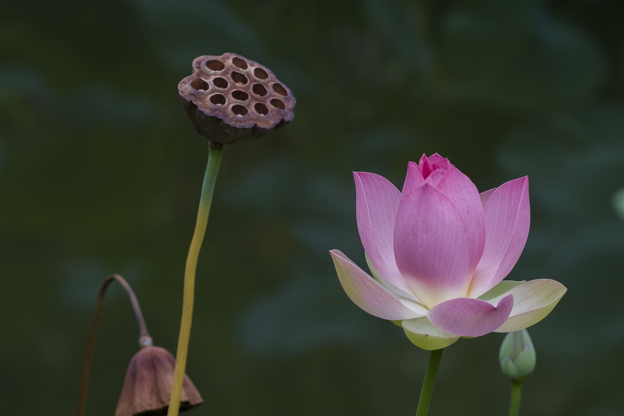 flower water flower lotus free photo