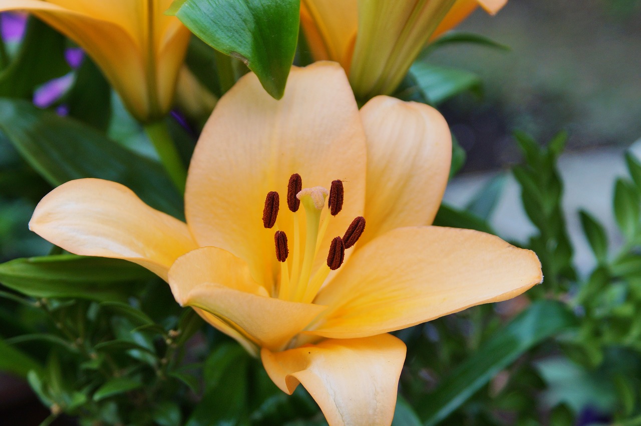 flower lily blossom free photo