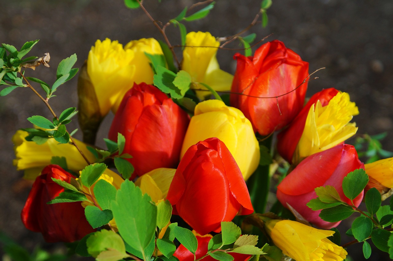 flower tulip bouquet of flowers free photo