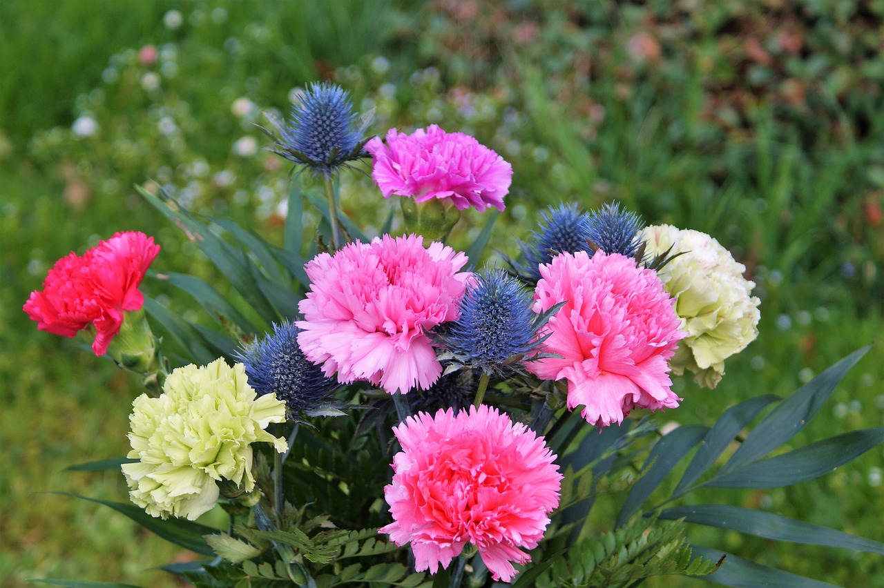 flower cloves blossom free photo