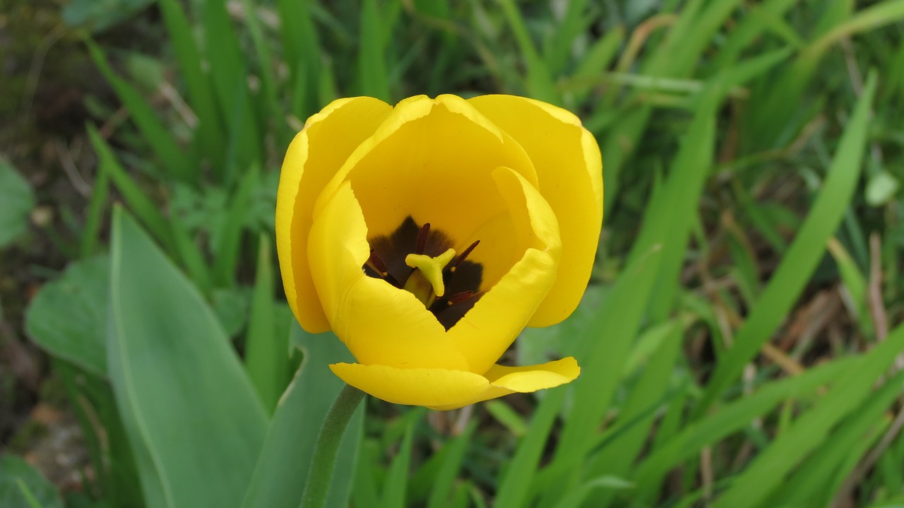 flower yellow yellow flowers free photo