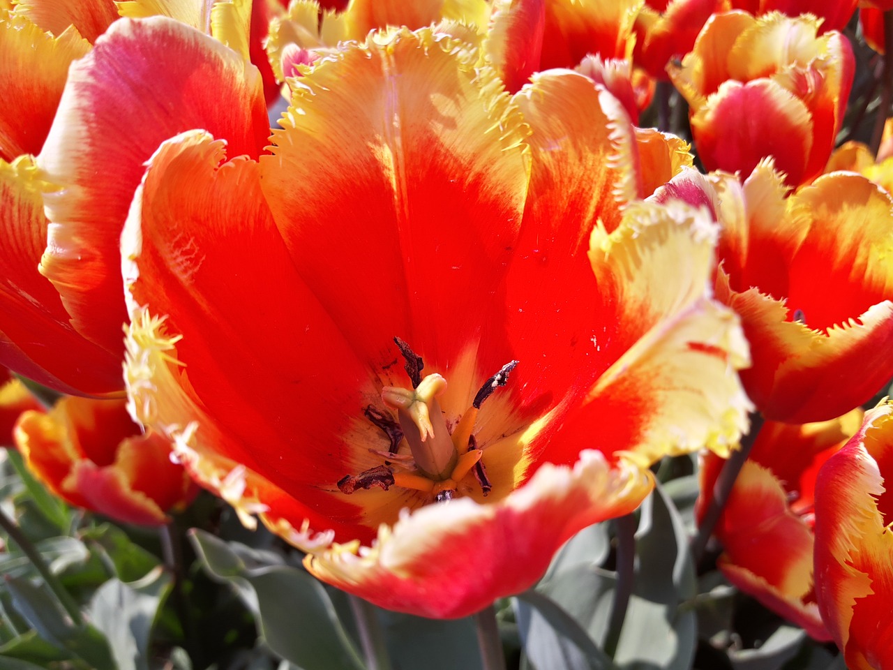 flower tulips garden free photo