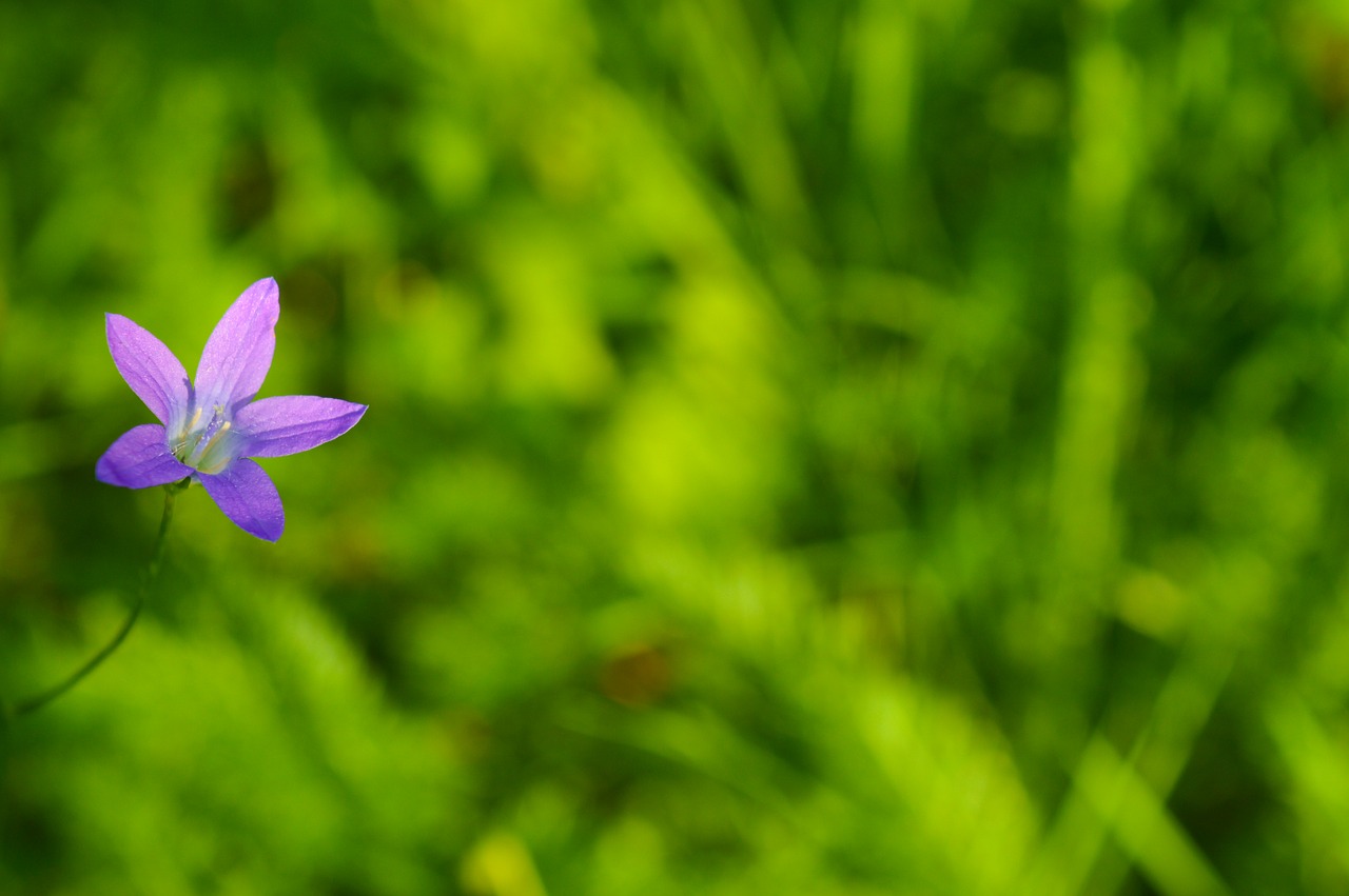 flower blossom blooming free photo