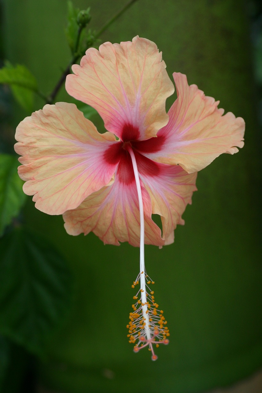 flower plant garden free photo