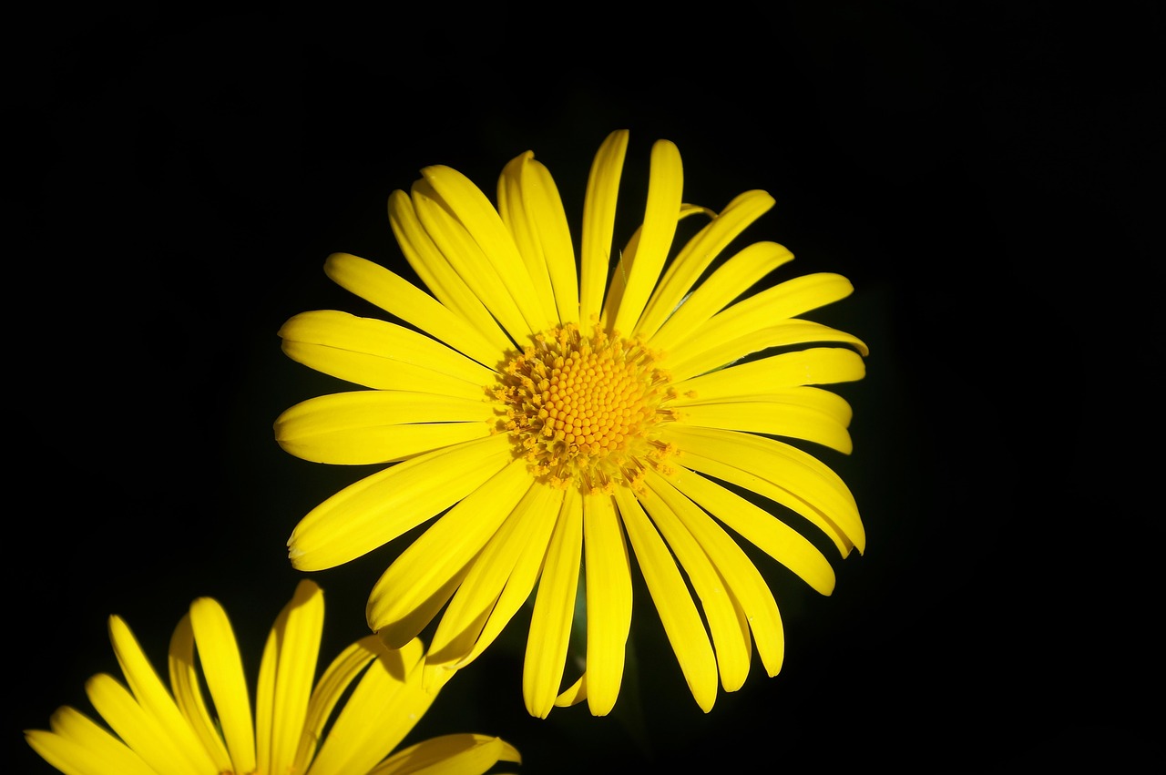 flower balkan-gemswurz doronicum orientale free photo