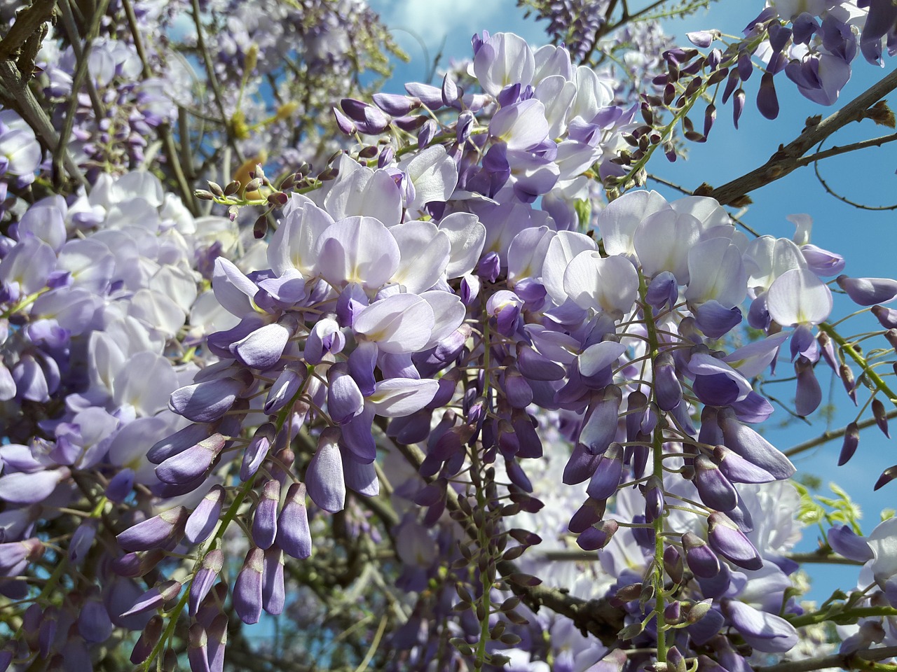 flower azalea lilac free photo