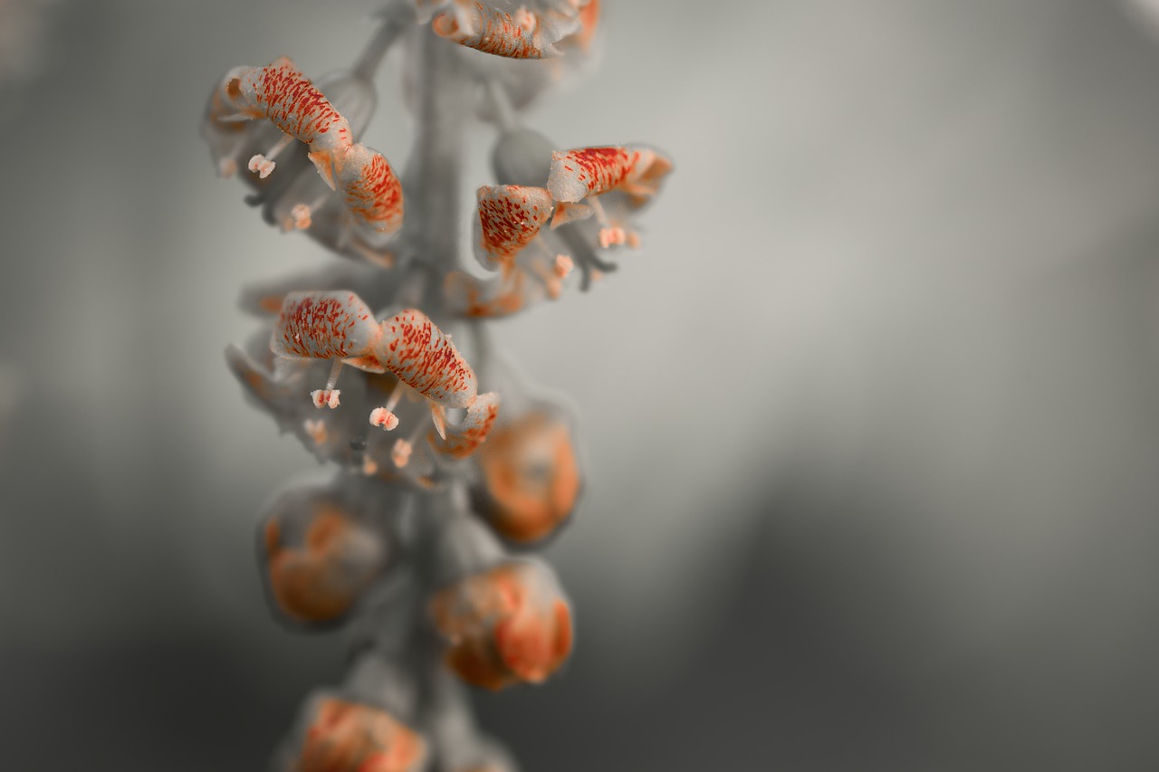 flower flower currant gray free photo