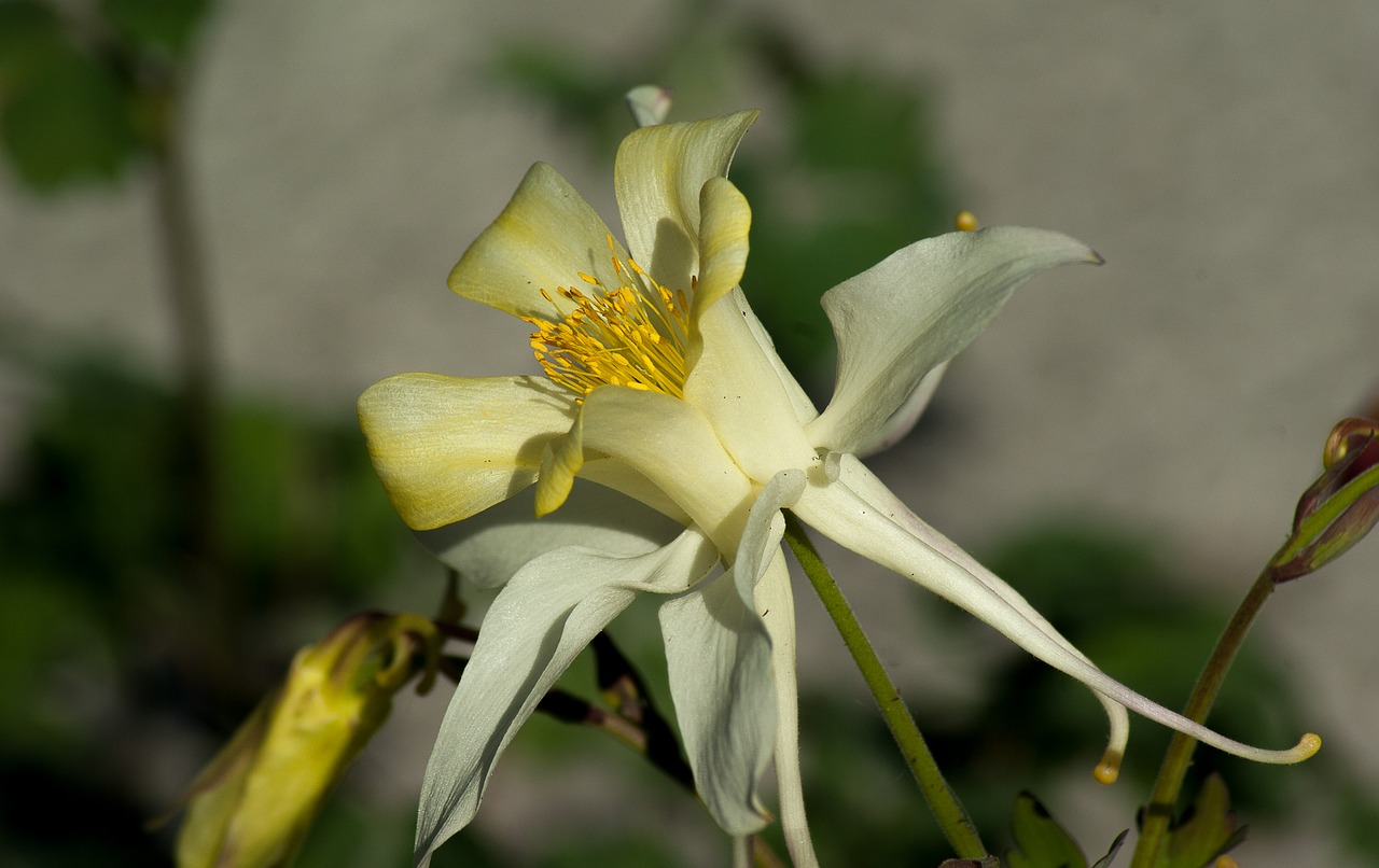 flower columbine petals free photo