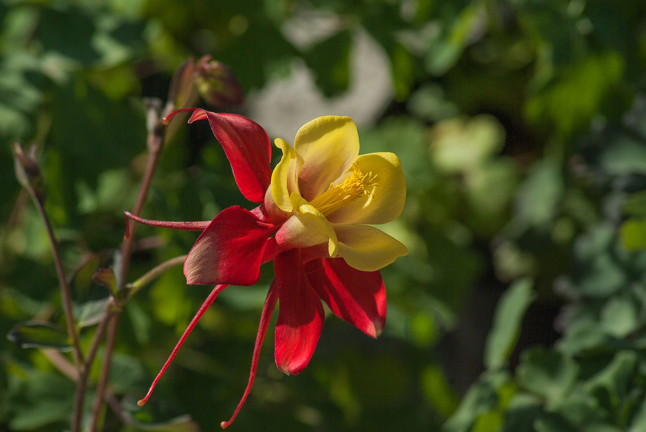 flower columbine petals free photo