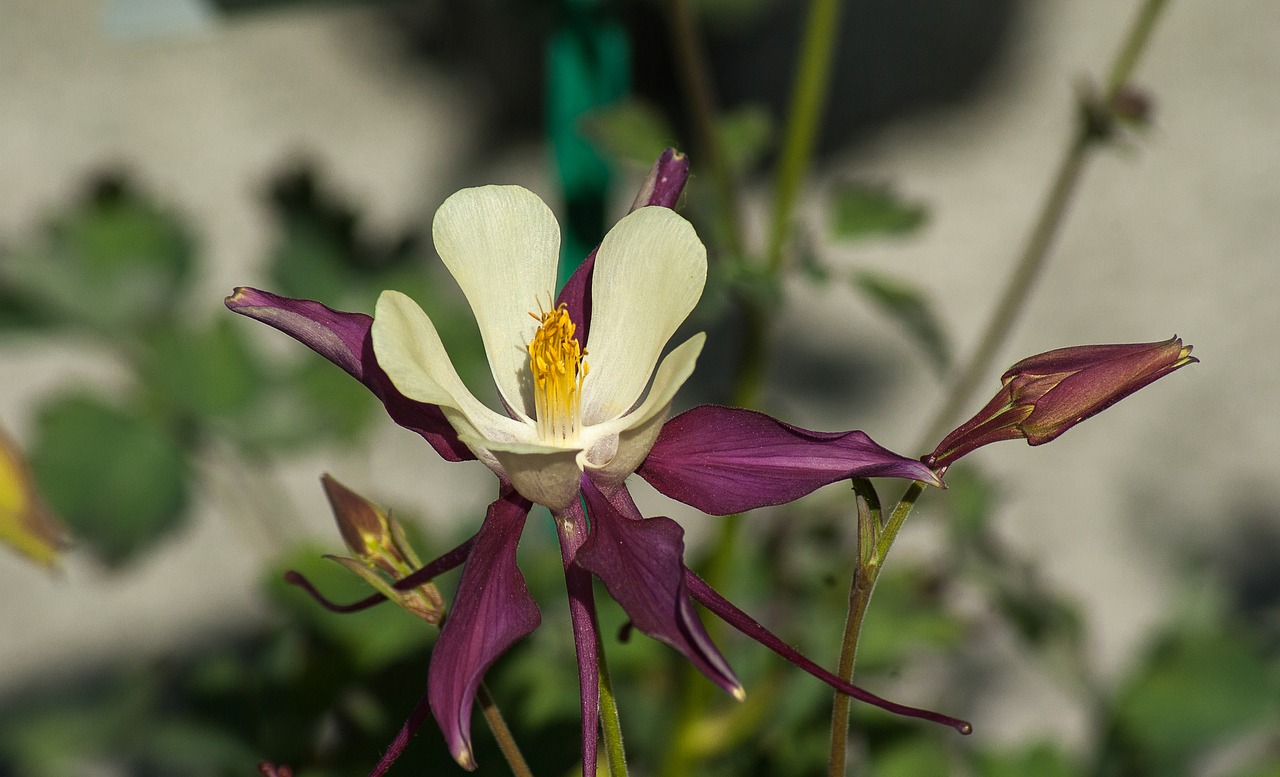 flower columbine petals free photo