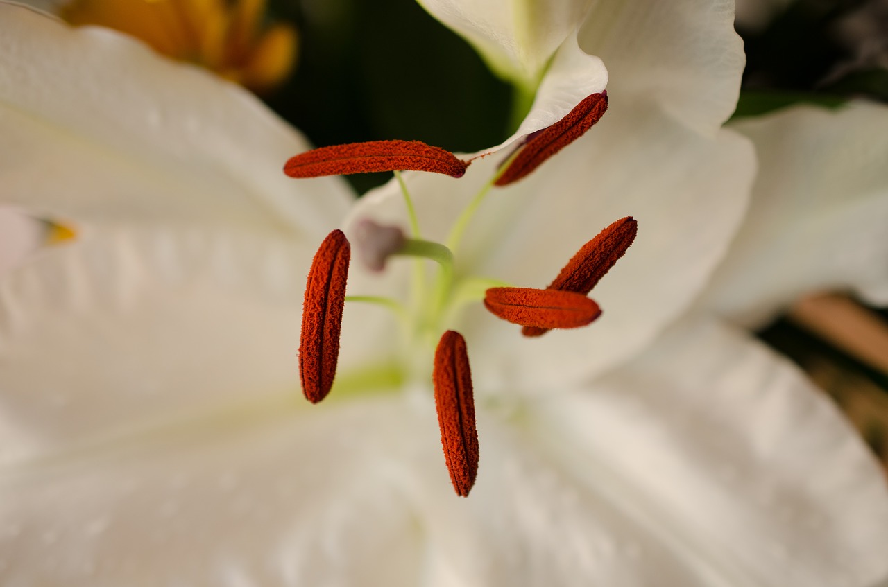 flower white flower macro free photo