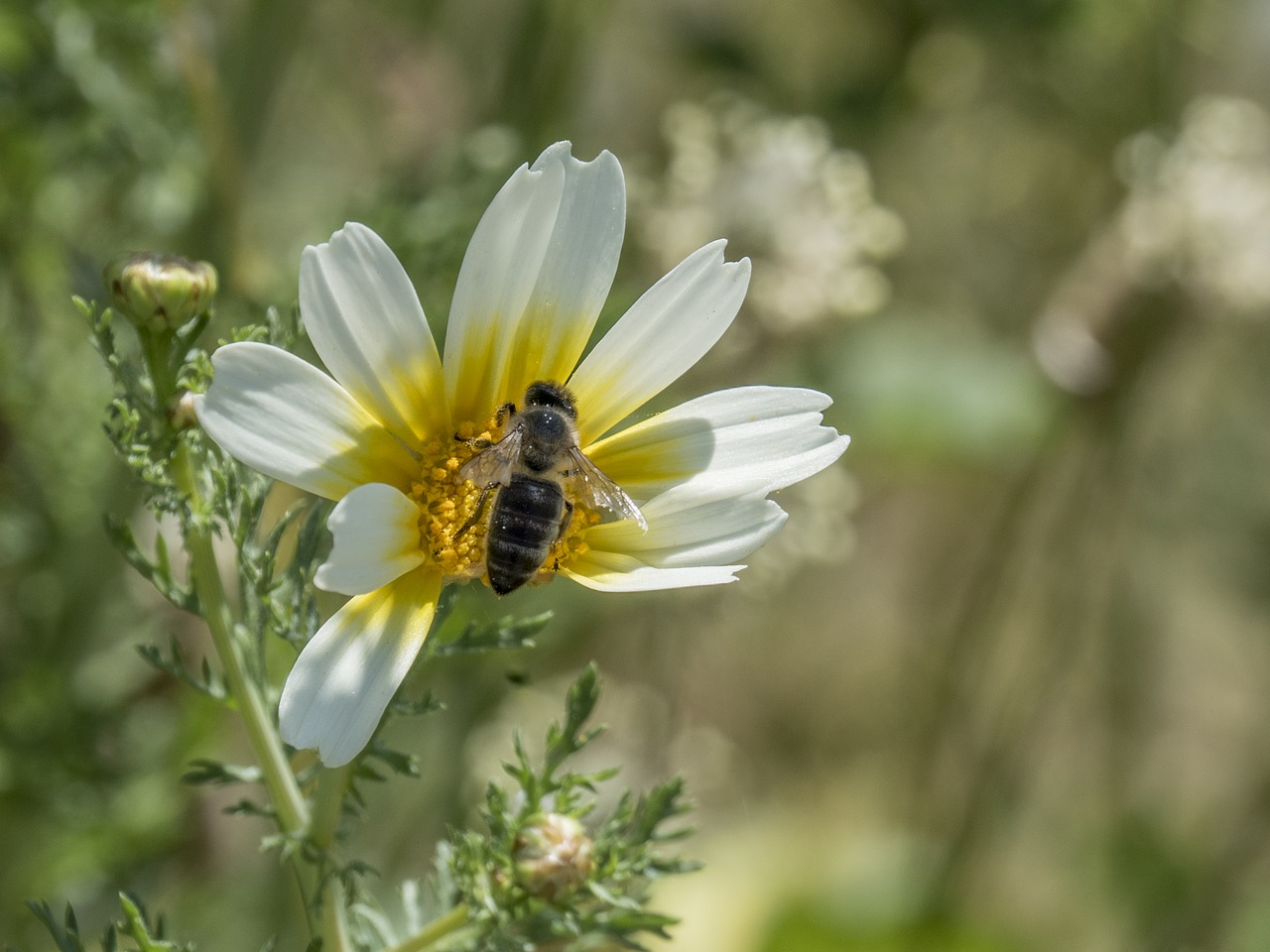 flower bee honey free photo