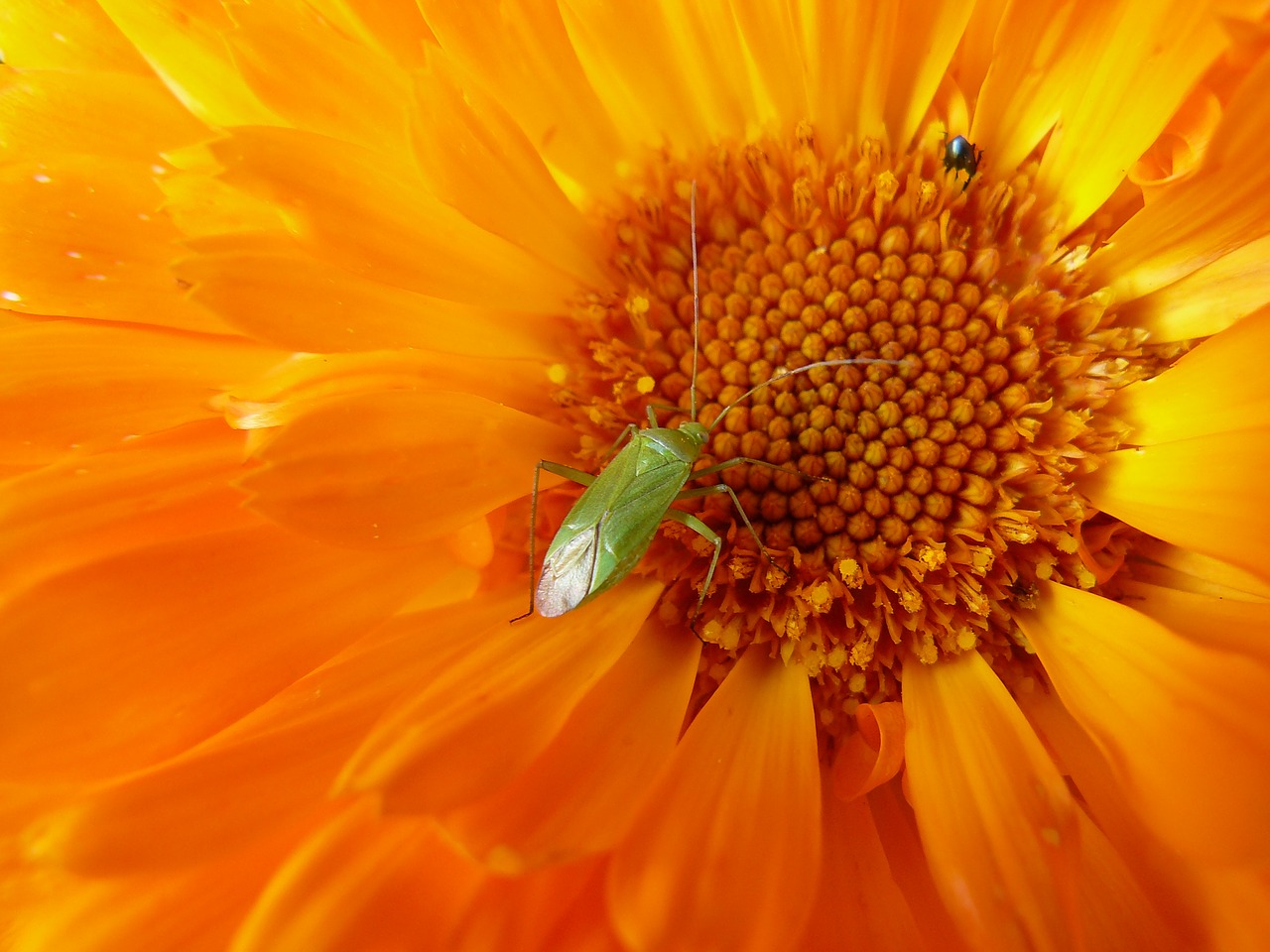 flower marigold garden orange free photo