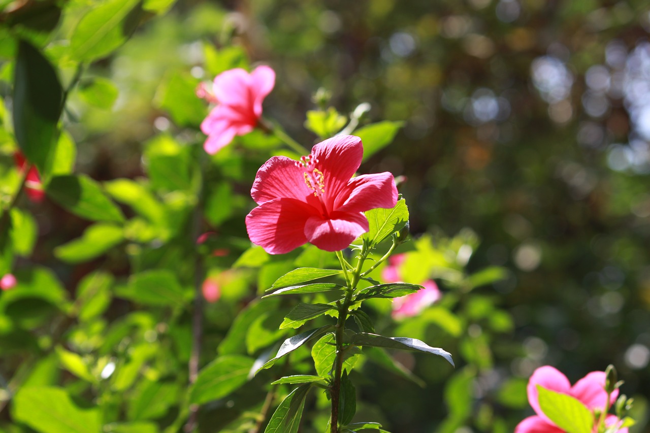 flower hibiscus natural free photo