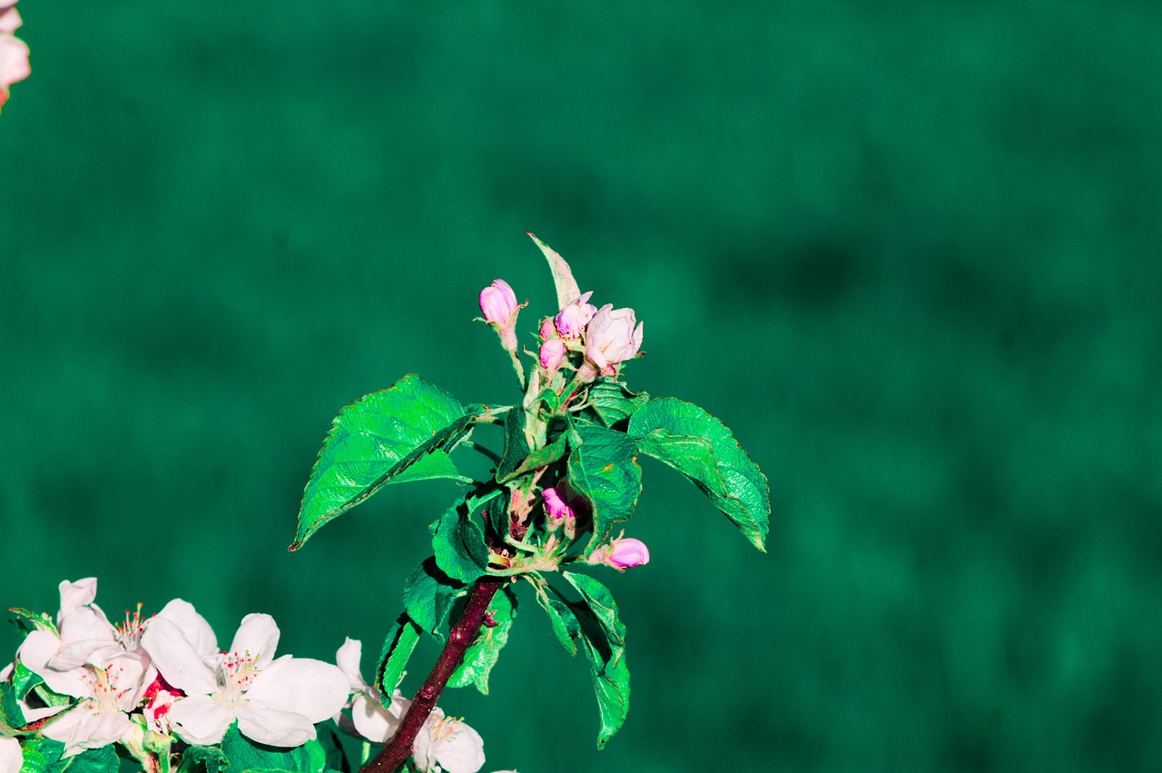 flower apple green free photo