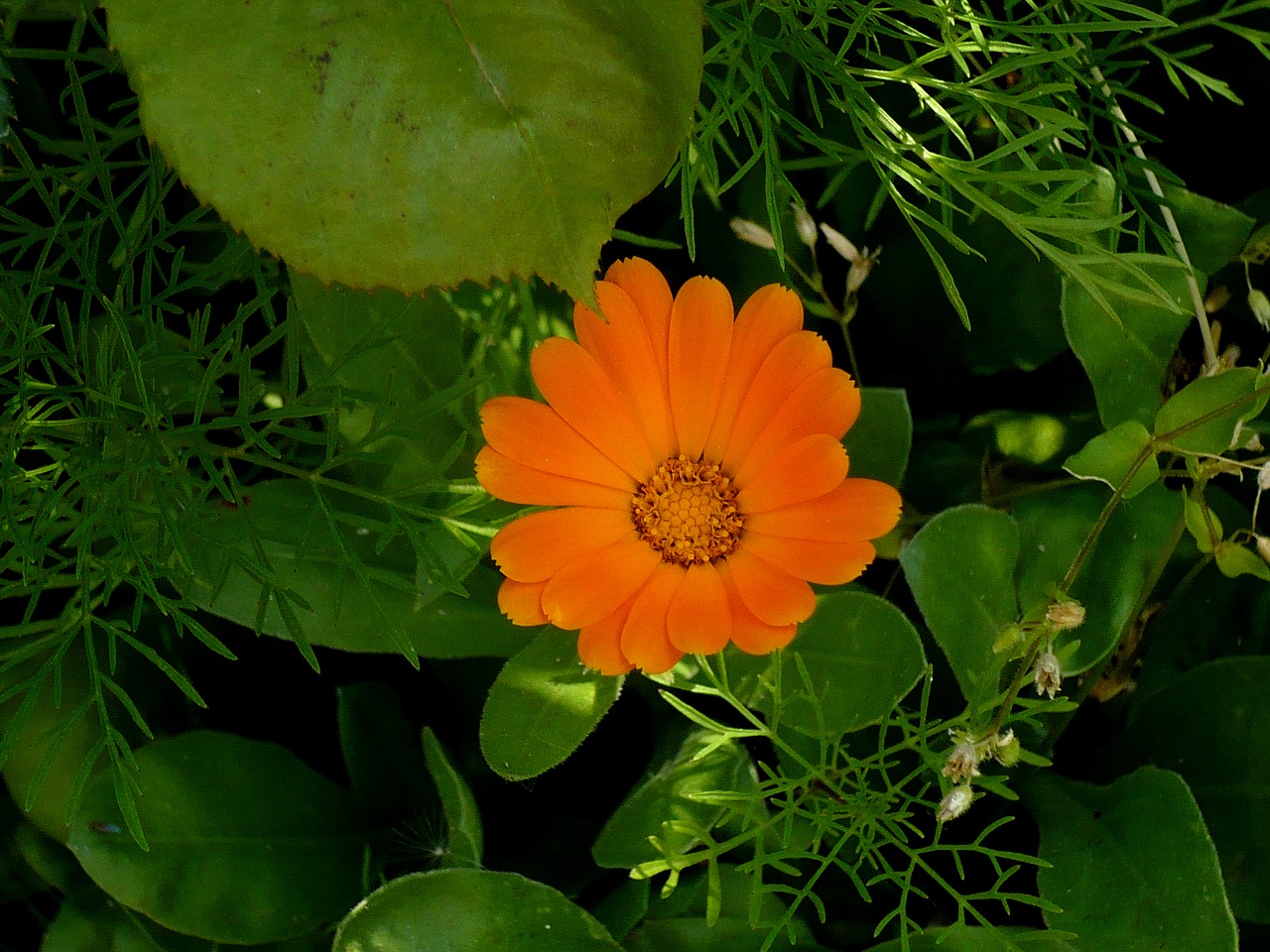 flower orange green free photo