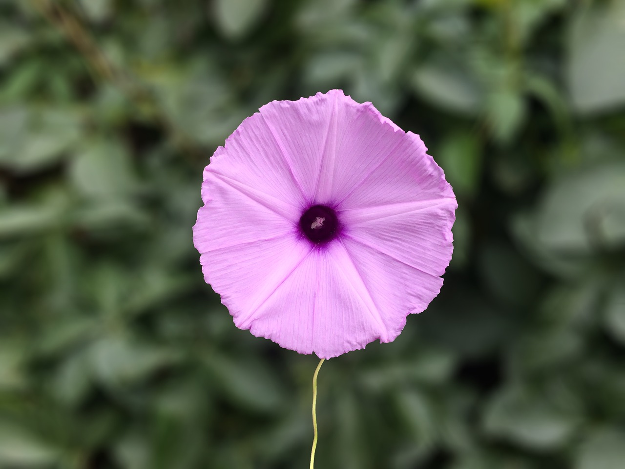 flower out of focus plants free photo