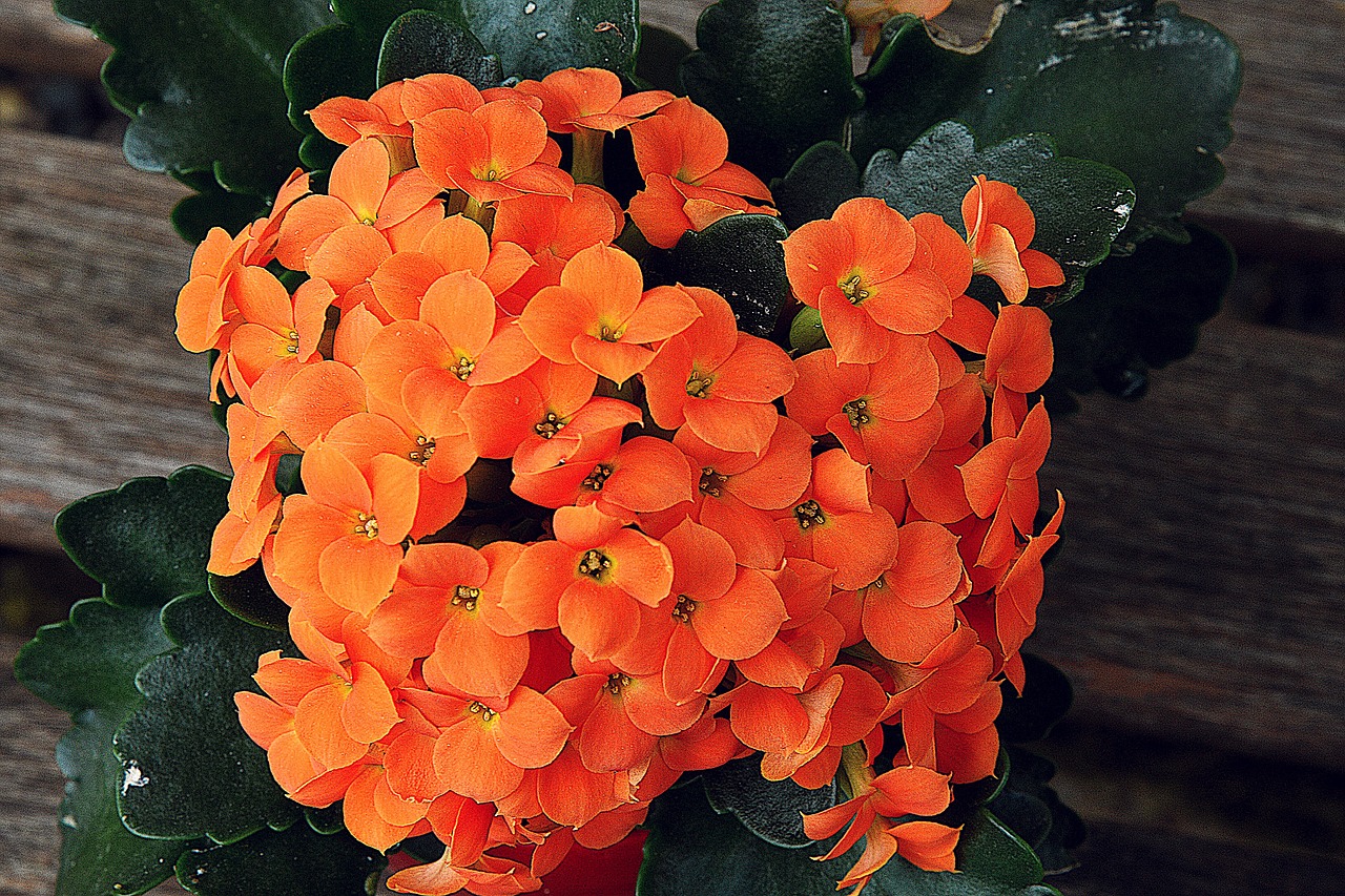 flower close kalanchoe free photo