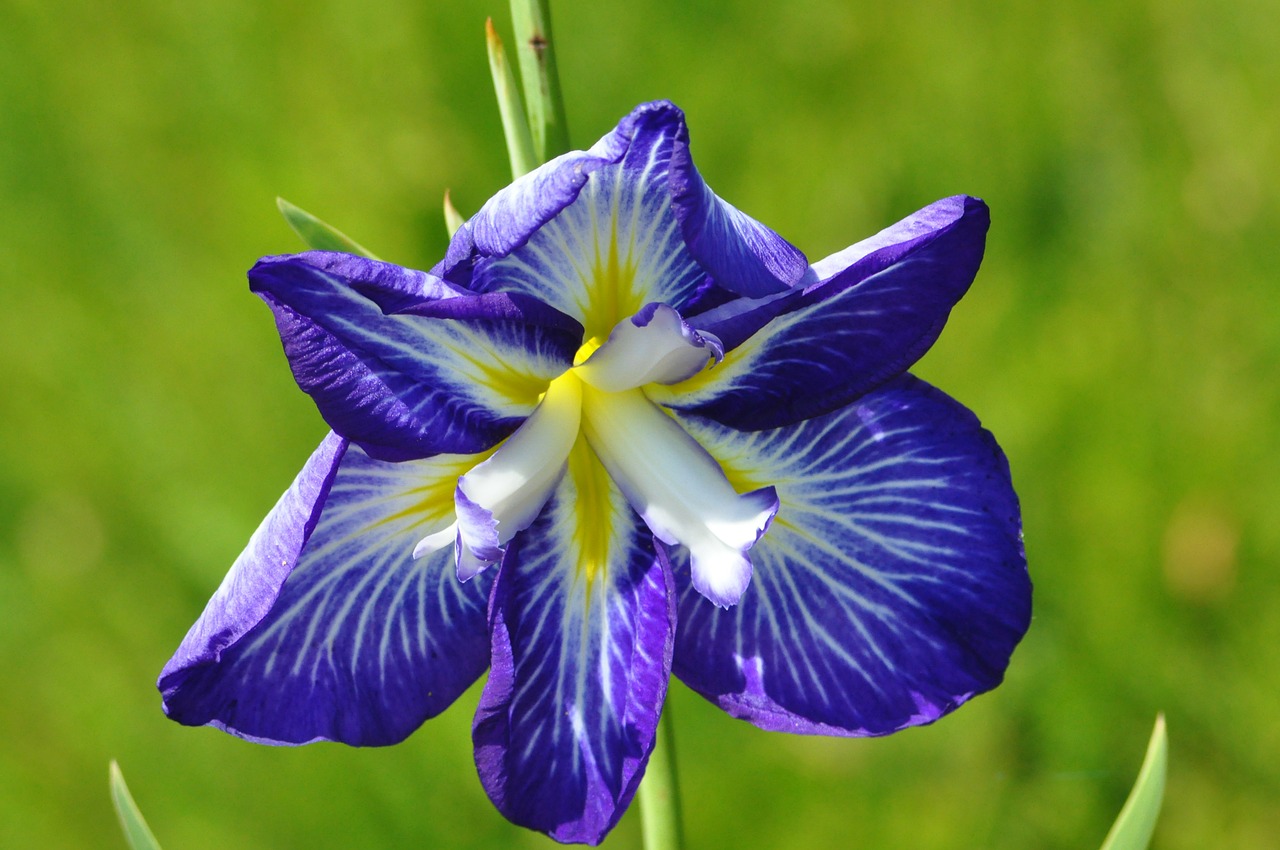 flower blue macro free photo