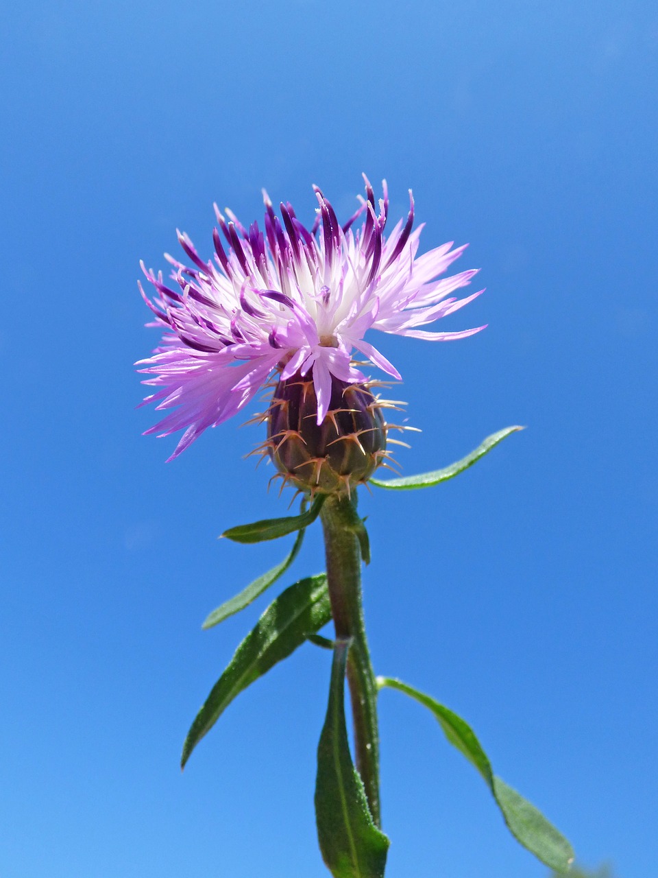 flower thistle sky free photo