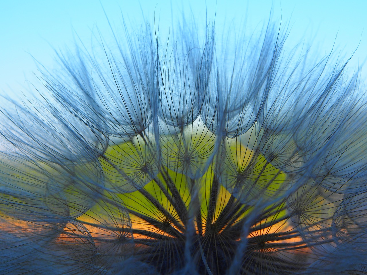 flower dandelion spring free photo