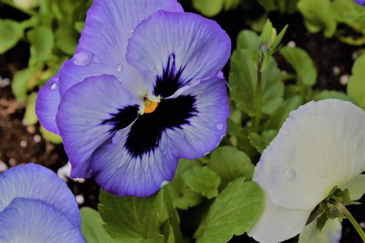 flower pansy plant free photo