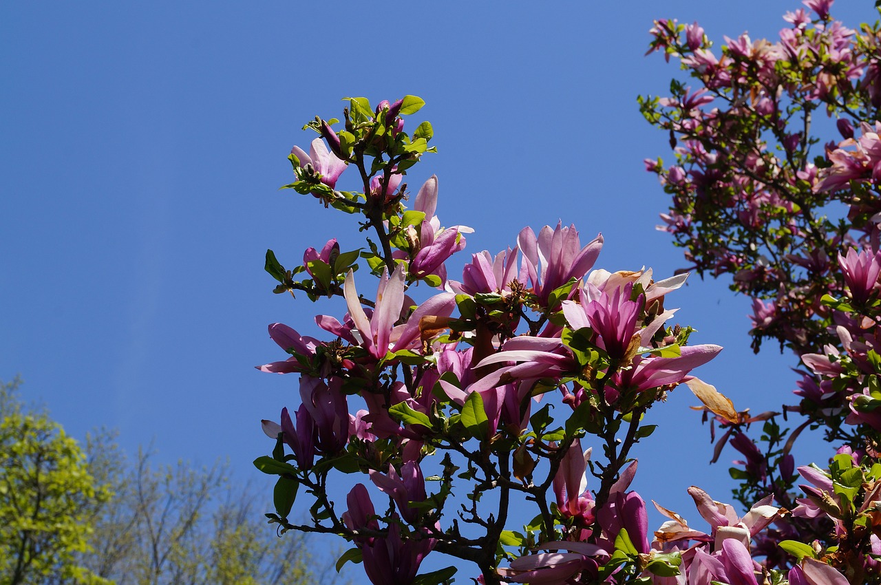 flower blossoms flowers free photo