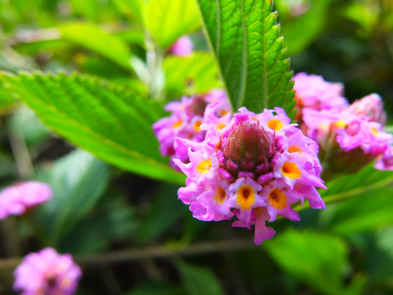 flower plant nature free photo