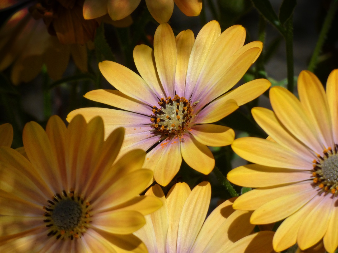 flower daisy gerbera free photo